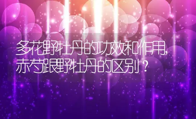 多花野牡丹的功效和作用,赤芍跟野牡丹的区别？ | 养殖科普