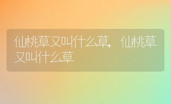 仙桃草又叫什么草,仙桃草又叫什么草 | 养殖科普