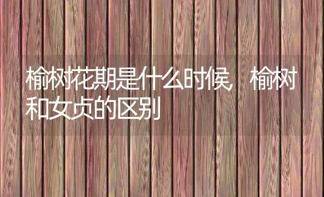 榆树花期是什么时候榆树和女贞的区别 | 养殖学堂