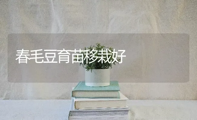 春毛豆育苗移栽好 | 养殖知识