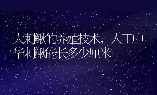 大刺鳅的养殖技术,人工中华刺鳅能长多少厘米 | 养殖学堂