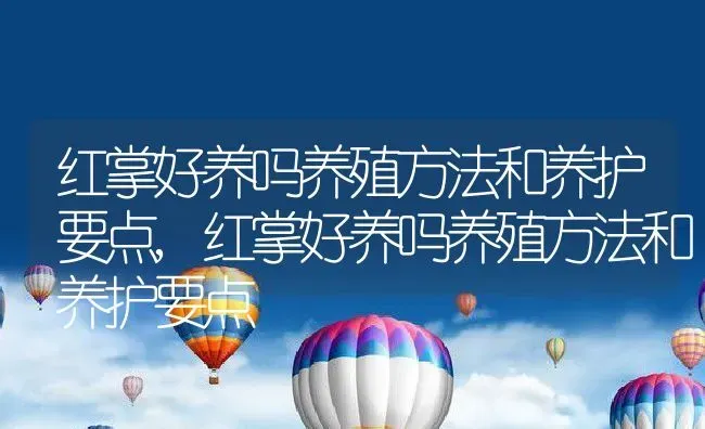 红掌好养吗养殖方法和养护要点,红掌好养吗养殖方法和养护要点 | 养殖科普