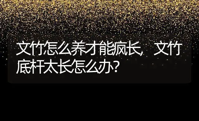 文竹怎么养才能疯长,文竹底杆太长怎么办？ | 养殖科普