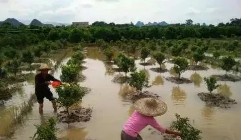 柑橘被淹了咋办？柑橘被淹了后的处理措施！ | 生活常识