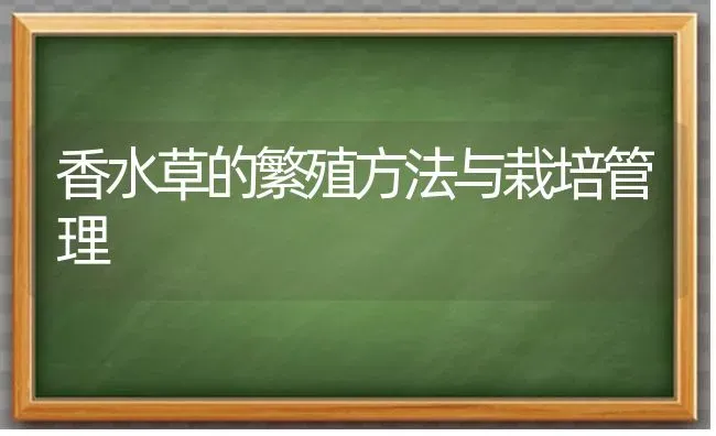 香水草的繁殖方法与栽培管理 | 养殖知识