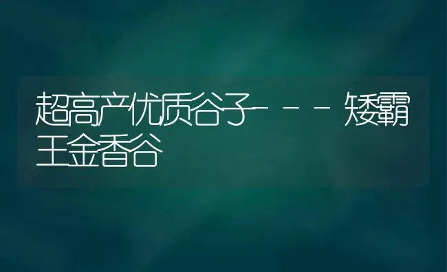 超高产优质谷子---矮霸王金香谷 | 养殖技术大全