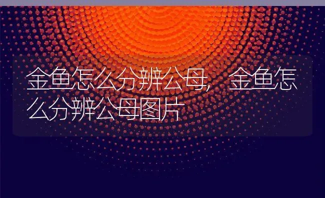 金鱼怎么分辨公母,金鱼怎么分辨公母图片 | 养殖资料