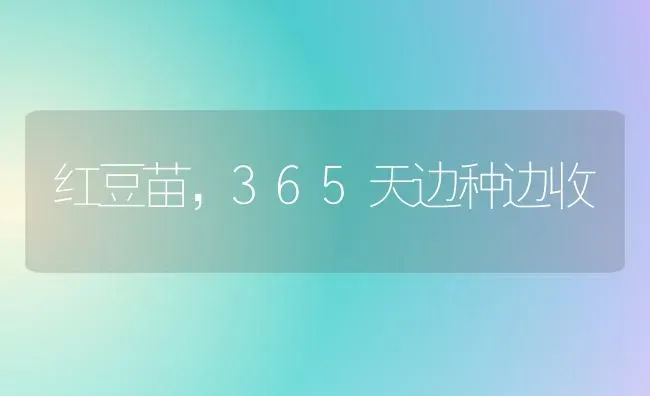 红豆苗,365天边种边收 | 养殖技术大全