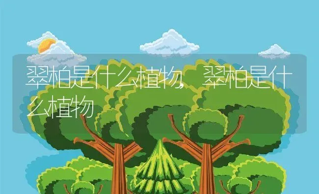 翠柏是什么植物,翠柏是什么植物 | 养殖科普