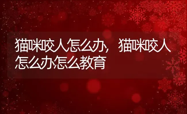 猫咪咬人怎么办,猫咪咬人怎么办怎么教育 | 养殖科普