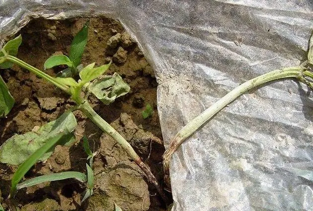 茎基腐病用什么药,氟环唑能治玉米茎基腐病吗？