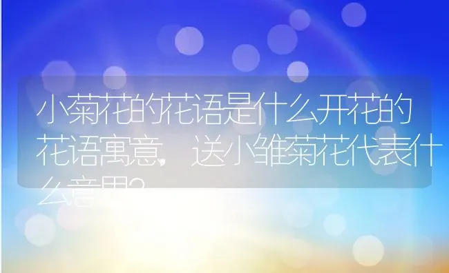 小菊花的花语是什么开花的花语寓意,送小雏菊花代表什么意思？ | 养殖科普