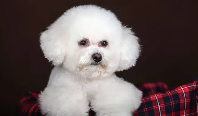 比熊能吃梨子吗,比熊犬必吃十种食物？