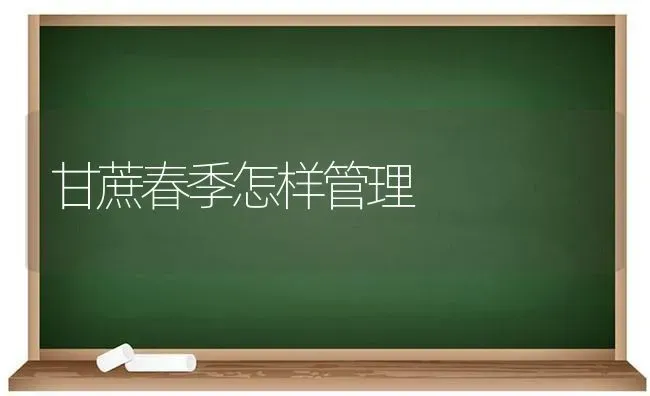 甘蔗春季怎样管理 | 养殖技术大全