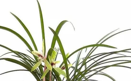 秋兰是什么兰花,香山秋色兰花优缺点？
