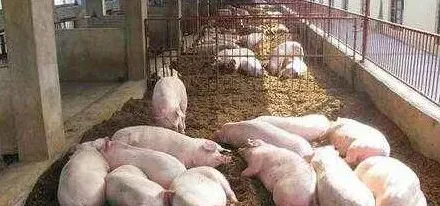 什么原因导致种公猪睾丸肿大，有什么治疗办法 | 生活常识