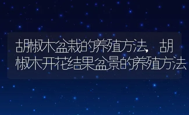 胡椒木盆栽的养殖方法,胡椒木开花结果盆景的养殖方法 | 养殖学堂
