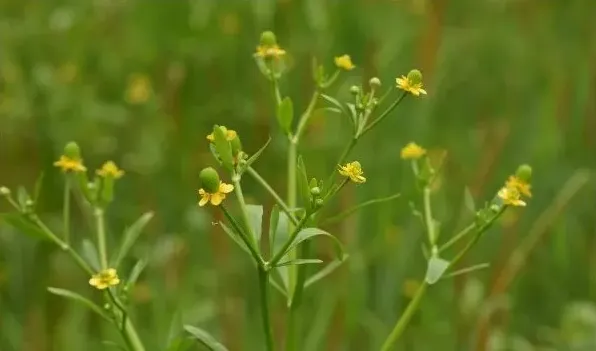 石龙芮可以吃吗 | 实用知识