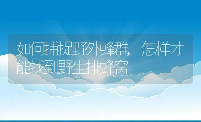 如何捕捉野外蜂群,怎样才能找到野生排蜂窝 | 养殖学堂