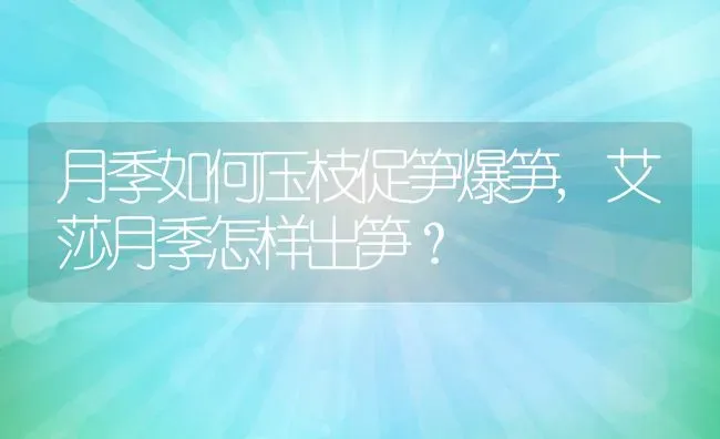 月季如何压枝促笋爆笋,艾莎月季怎样出笋？ | 养殖科普