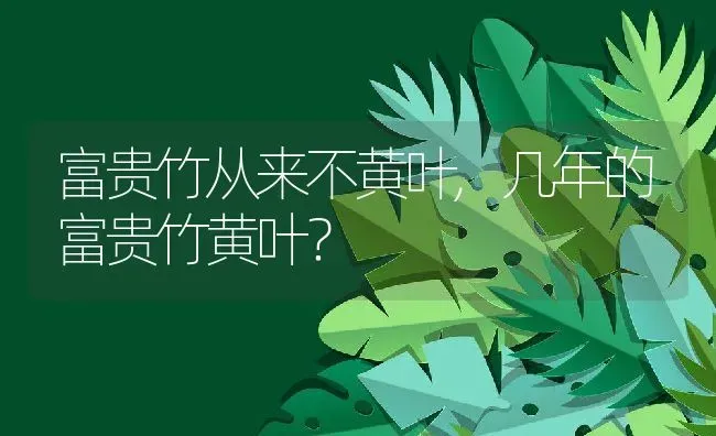 富贵竹从来不黄叶,几年的富贵竹黄叶？ | 养殖科普