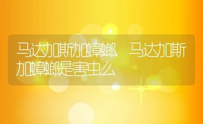 马达加斯加蟑螂,马达加斯加蟑螂是害虫么 | 养殖科普