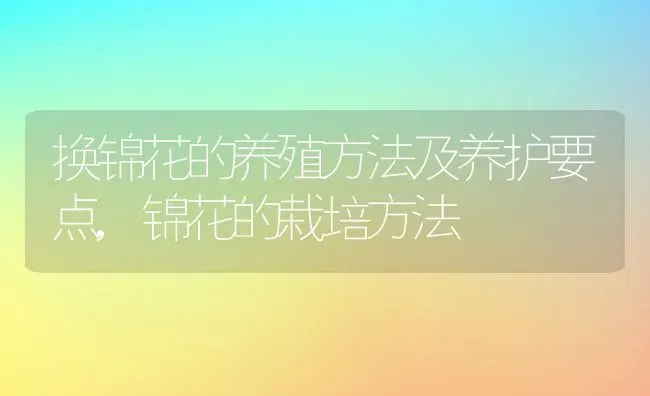 换锦花的养殖方法及养护要点,锦花的栽培方法 | 养殖学堂