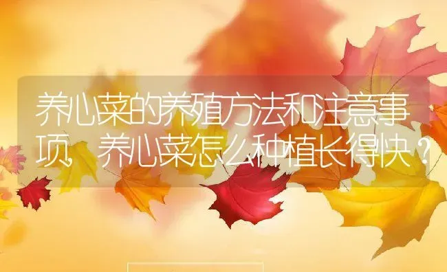 养心菜的养殖方法和注意事项,养心菜怎么种植长得快？ | 养殖科普