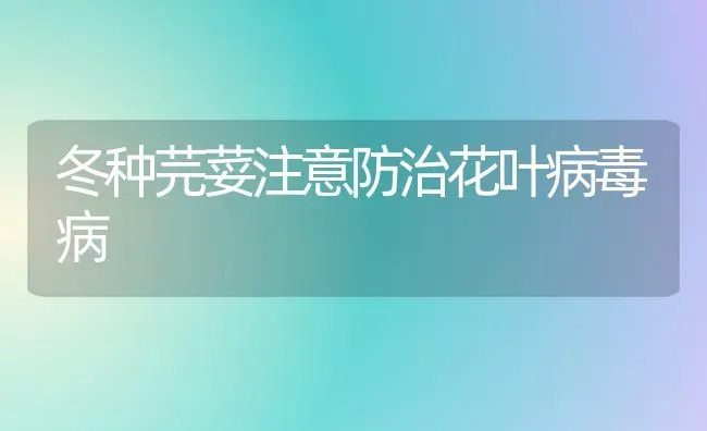 冬种芫荽注意防治花叶病毒病 | 养殖知识