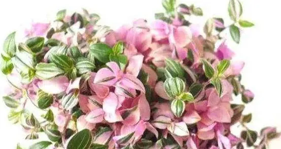 油画婚礼吊兰如何爆盆,婚礼油画用多深盆种？