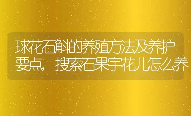 球花石斛的养殖方法及养护要点,搜索石果宇花儿怎么养 | 养殖学堂