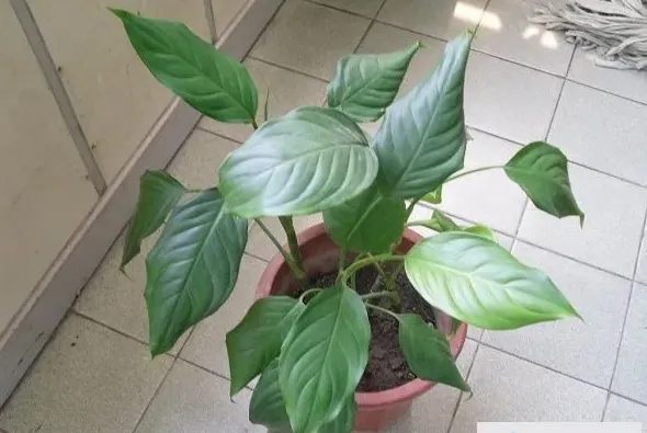 万年青的养殖方法和注意事项,万年青的养殖方法和注意事项，盆栽万年青怎么养？