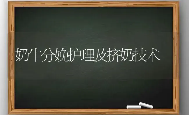 奶牛分娩护理及挤奶技术 | 养殖知识