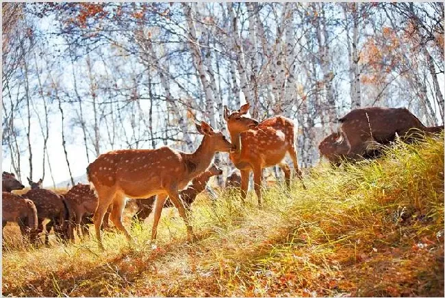 养殖梅花鹿的利润与成本是多少 | 生活常识