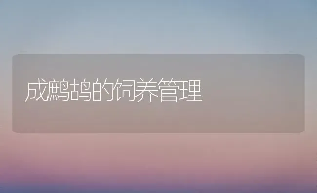 成鹧鸪的饲养管理 | 养殖知识