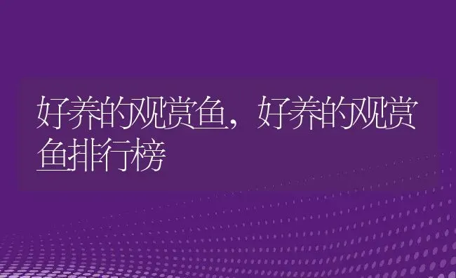 好养的观赏鱼,好养的观赏鱼排行榜 | 养殖资料