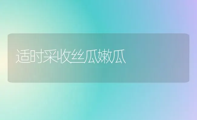 适时采收丝瓜嫩瓜 | 养殖技术大全