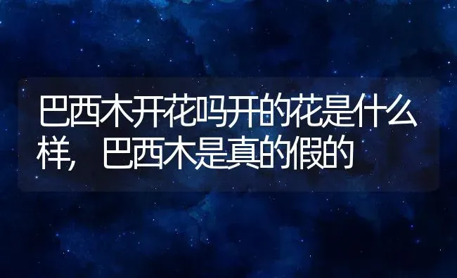 巴西木开花吗开的花是什么样,巴西木是真的假的 | 养殖学堂