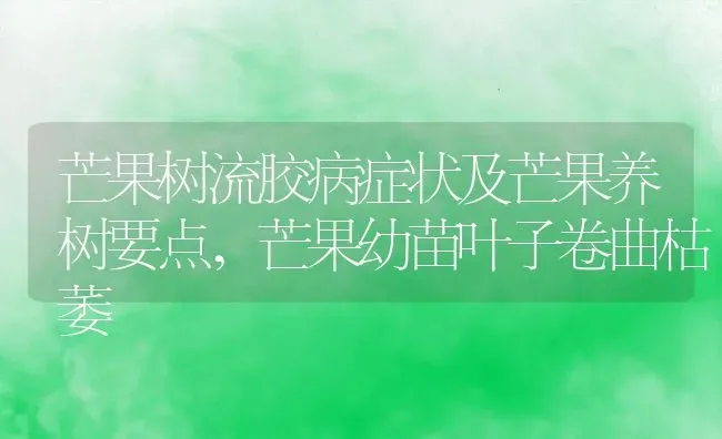 芒果树流胶病症状及芒果养树要点,芒果幼苗叶子卷曲枯萎 | 养殖学堂