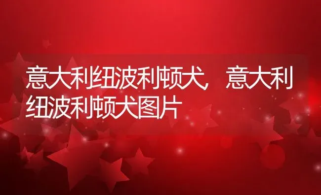 意大利纽波利顿犬,意大利纽波利顿犬图片 | 养殖资料