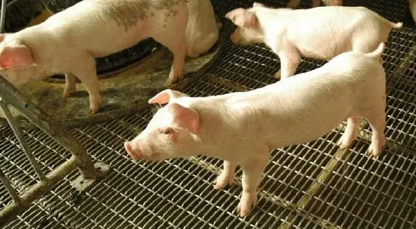 母猪舍简单又环保的保暖措施你都知道吗？ | 妙招大全