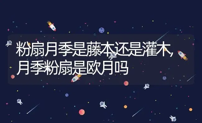 粉扇月季是藤本还是灌木,月季粉扇是欧月吗 | 养殖学堂