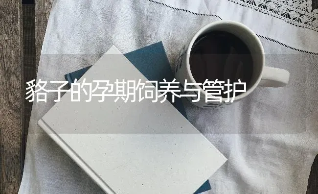 貉子的孕期饲养与管护 | 养殖知识