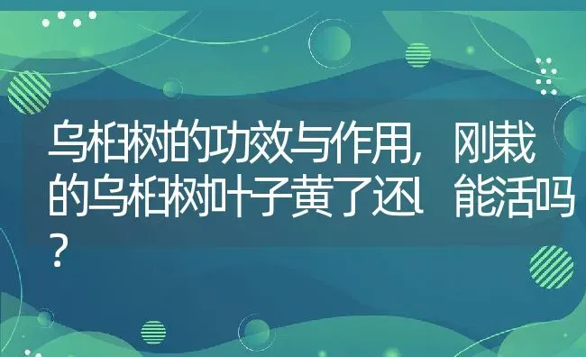 乌桕树的功效与作用,刚栽的乌桕树叶子黄了还l能活吗？ | 养殖科普