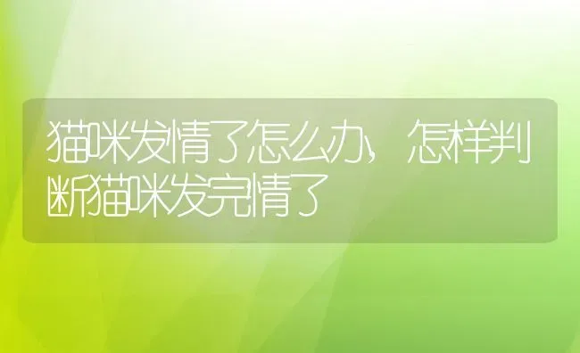 猫咪发情了怎么办,怎样判断猫咪发完情了 | 养殖科普