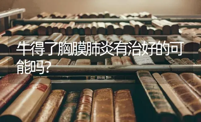 牛得了胸膜肺炎有治好的可能吗? | 养殖技术大全