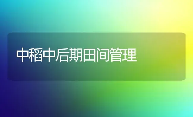 中稻中后期田间管理 | 养殖技术大全