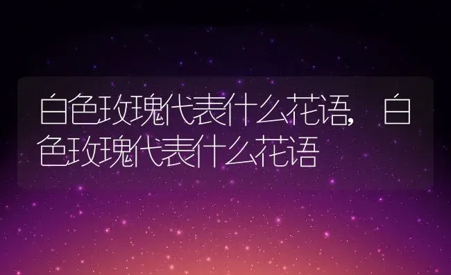 白色玫瑰代表什么花语,白色玫瑰代表什么花语 | 养殖科普