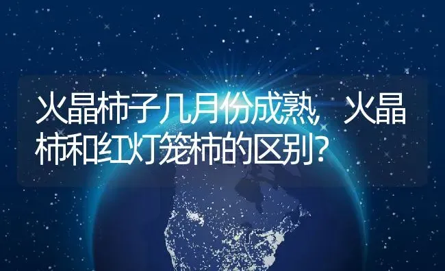 火晶柿子几月份成熟,火晶柿和红灯笼柿的区别？ | 养殖科普