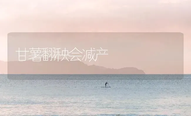 甘薯翻秧会减产 | 养殖知识